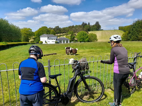 Cyclists looking at sheep